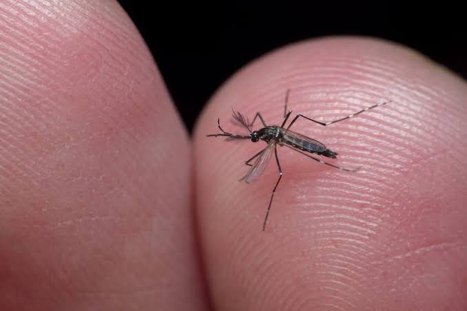 Mais um caso provável de Dengue Hemorrágica no Pajeú.