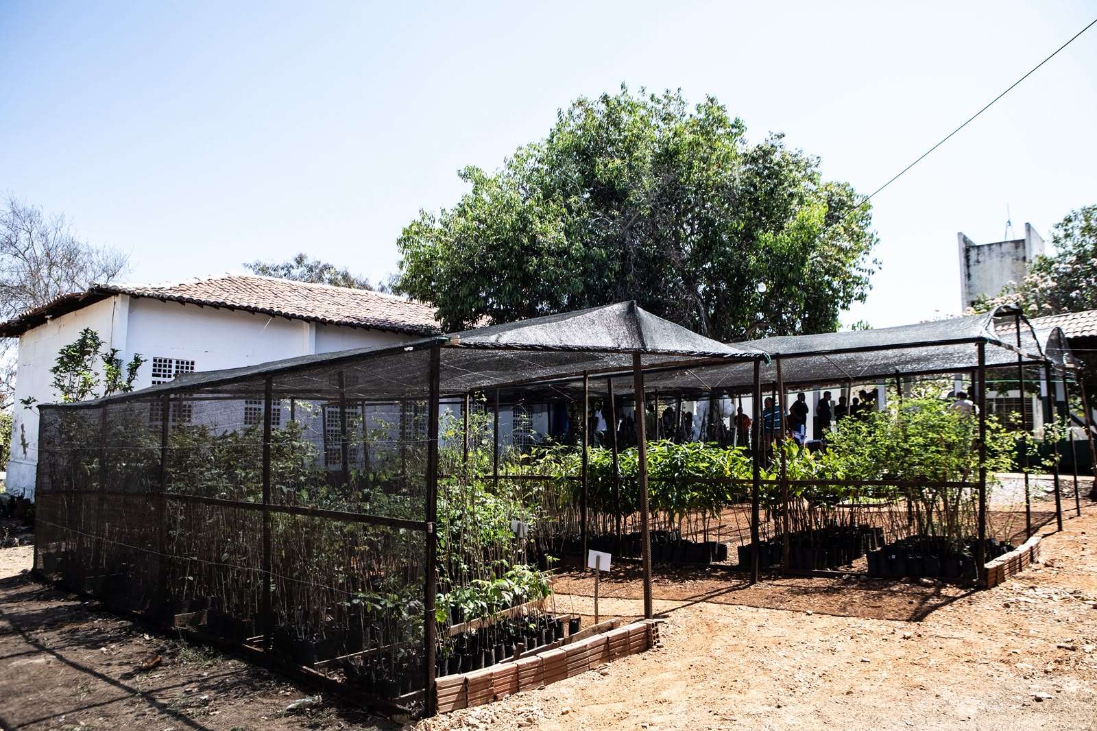 Plano Municipal de arborização prevê plantio de 25 mil mudas nos próximos dez anos